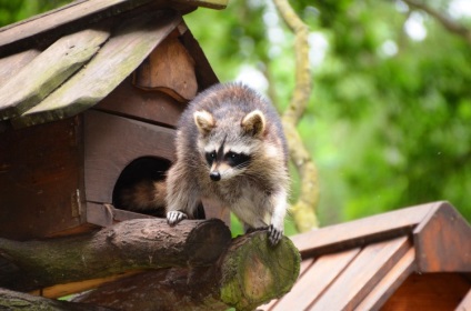 Conținutul de raton în apartament - articole animale de companie, alegere, îngrijire și educație, catalogul de companii