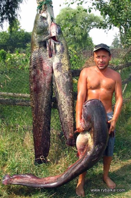Harcsa, vészmadár vagy üzleti varázsló fél Jurij Jürgen blog, a szociális háló a halászoknak és vadászoknak