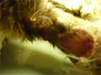 Cikkek - gemobartonellez (fertőző vérszegénység macska)