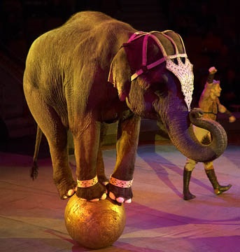 Statutul despre circ