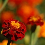 Tagetes, Marigold - termesztés, fotó a virágok, fajták és fajta körömvirág, kedvenc virágok