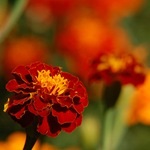 Tagetes, gălbenele - cultivarea, fotografii de flori, soiuri și tipuri de gălbenele, flori preferate