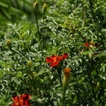 Tagetes, gălbenele - cultivarea, fotografii de flori, soiuri și tipuri de gălbenele, flori preferate