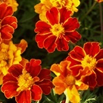 Tagetes, gălbenele - cultivarea, fotografii de flori, soiuri și tipuri de gălbenele, flori preferate