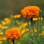 Tagetes, gălbenele - cultivarea, fotografii de flori, soiuri și tipuri de gălbenele, flori preferate