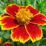 Tagetes, gălbenele - cultivarea, fotografii de flori, soiuri și tipuri de gălbenele, flori preferate