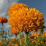 Tagetes, gălbenele - cultivarea, fotografii de flori, soiuri și tipuri de gălbenele, flori preferate