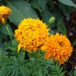 Tagetes, gălbenele - cultivarea, fotografii de flori, soiuri și tipuri de gălbenele, flori preferate