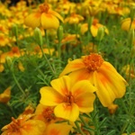 Tagetes, gălbenele - cultivarea, fotografii de flori, soiuri și tipuri de gălbenele, flori preferate