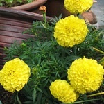 Tagetes, gălbenele - cultivarea, fotografii de flori, soiuri și tipuri de gălbenele, flori preferate