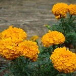 Tagetes, gălbenele - cultivarea, fotografii de flori, soiuri și tipuri de gălbenele, flori preferate