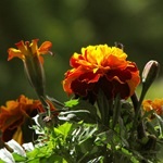 Tagetes, gălbenele - cultivarea, fotografii de flori, soiuri și tipuri de gălbenele, flori preferate