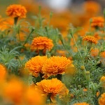 Tagetes, gălbenele - cultivarea, fotografii de flori, soiuri și tipuri de gălbenele, flori preferate