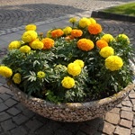 Tagetes, Marigold - termesztés, fotó a virágok, fajták és fajta körömvirág, kedvenc virágok