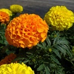 Tagetes, gălbenele - cultivarea, fotografii de flori, soiuri și tipuri de gălbenele, flori preferate