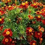 Tagetes, gălbenele - cultivarea, fotografii de flori, soiuri și tipuri de gălbenele, flori preferate