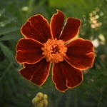 Tagetes, gălbenele - cultivarea, fotografii de flori, soiuri și tipuri de gălbenele, flori preferate