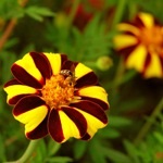 Tagetes, Marigold - отглеждане, снимка на цветя, сортове и видове невен, любими цветя