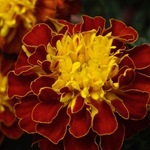 Tagetes, gălbenele - cultivarea, fotografii de flori, soiuri și tipuri de gălbenele, flori preferate