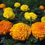 Tagetes, Marigold - termesztés, fotó a virágok, fajták és fajta körömvirág, kedvenc virágok