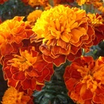 Tagetes, Marigold - termesztés, fotó a virágok, fajták és fajta körömvirág, kedvenc virágok