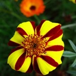 Tagetes, gălbenele - cultivarea, fotografii de flori, soiuri și tipuri de gălbenele, flori preferate