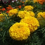 Tagetes, gălbenele - cultivarea, fotografii de flori, soiuri și tipuri de gălbenele, flori preferate