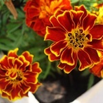 Tagetes, Marigold - termesztés, fotó a virágok, fajták és fajta körömvirág, kedvenc virágok