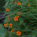 Tagetes, gălbenele - cultivarea, fotografii de flori, soiuri și tipuri de gălbenele, flori preferate