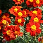 Tagetes, gălbenele - cultivarea, fotografii de flori, soiuri și tipuri de gălbenele, flori preferate