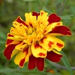 Tagetes, gălbenele - cultivarea, fotografii de flori, soiuri și tipuri de gălbenele, flori preferate