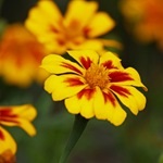 Tagetes, gălbenele - cultivarea, fotografii de flori, soiuri și tipuri de gălbenele, flori preferate