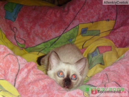 Pisica Thai - 