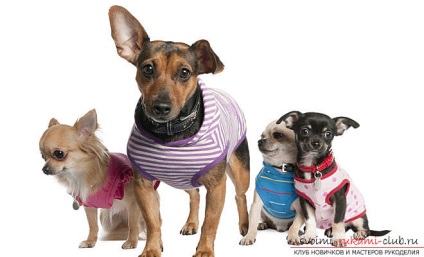 Îmbrăcăminte caldă pentru câini mici cu modele prin mâinile lor, fotografii și instrucțiuni