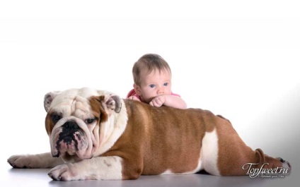 Top 10 rase de caini pentru familii cu copii