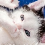 Oamenii de știință au explicat pericolul îmbrățișărilor cu pisicile, cele mai recente știri pentru tine