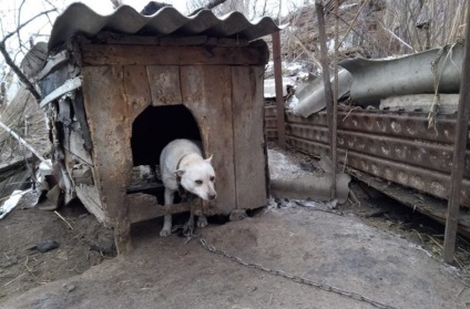 Ucigaș ucrainean ucide și mănâncă câini de mai mult de 10 ani (foto)