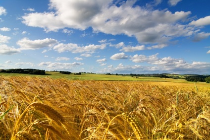 Sikeres farm búza, új üzleti ötletek, új üzleti ötletek, üzleti ötletek, üzleti ötletek,