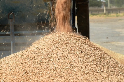 Sikeres farm búza, új üzleti ötletek, új üzleti ötletek, üzleti ötletek, üzleti ötletek,