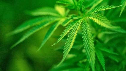 Védák világszerte elleni összeesküvés kannabisz