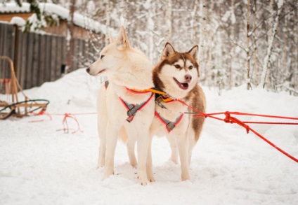 Vizitarea Husky, Tyumen, excursii, excursii la weekend, excursii la Husky