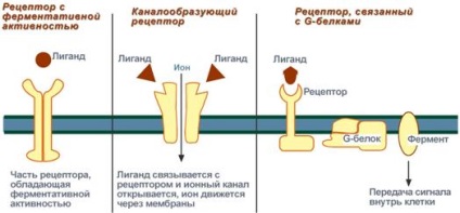 Tipuri de receptori