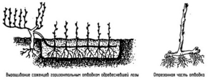 Struguri pentru a prick o viță de vie pentru a forma o ramură cu o scăpare, un tufiș