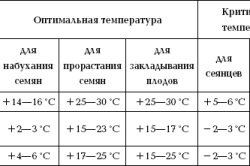 Tehnologia de creștere a broccoli