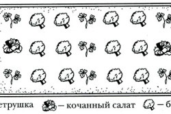 Tehnologia de creștere a broccoli