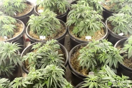 Kannabisz termesztésének otthon - predtsvet