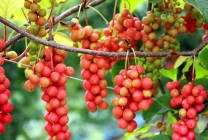 A kínai magnólia-szőlő termesztése magvakból, fajtákból, lianai, cserje, ültetési feltételek, öntözés,