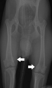 Patella ficam kutyáknál - Állatgyógyászati ​​Központ - dobrovet