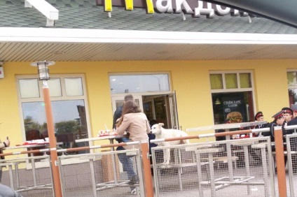 În Novocherkassk mddonalds câinii umblă în jurul meselor