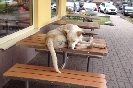 În Novocherkassk mddonalds câinii umblă în jurul meselor